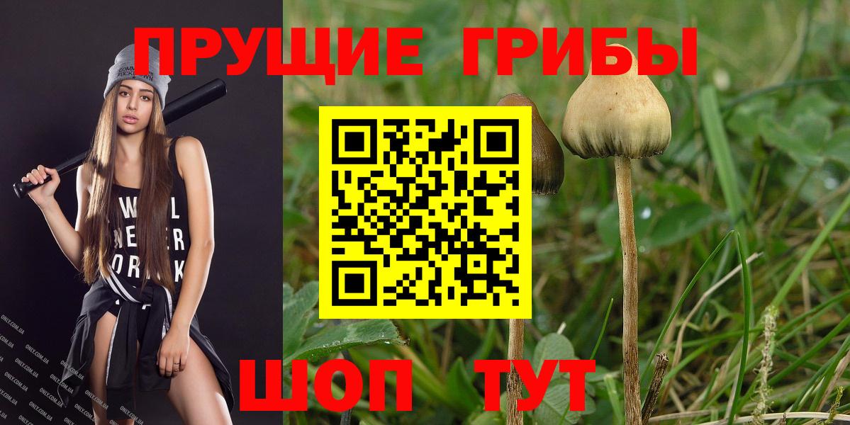 Псилоцибиновые грибы Psilocybe Мытищи